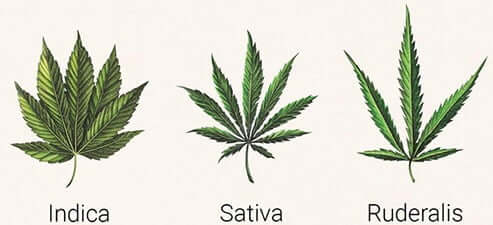 Indica Sativa Ruderalis