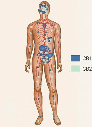 The Endocannabinoid System