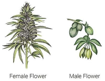 Female - Male Cannabis plant
