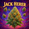 Dutch Cannabis - Jack Herer