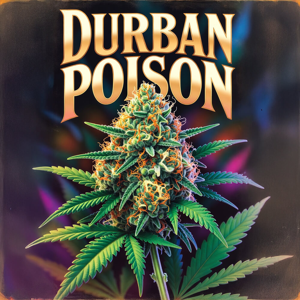 Dutch Cannabis - Durban Poison Dutch Cannabis - Durban Poison